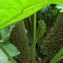 Gunnera fleur